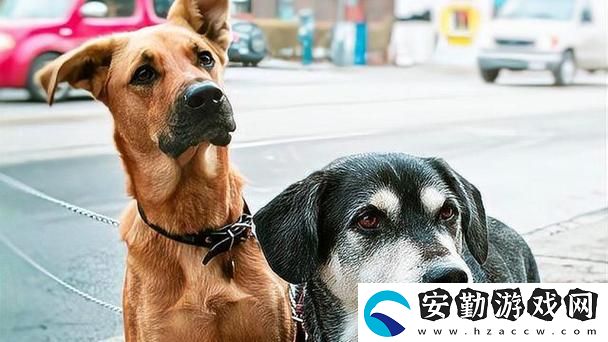 人狗大戰(zhàn)2高清正版免費(fèi)