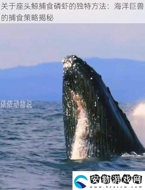 關(guān)于座頭鯨捕食磷蝦的獨特方法