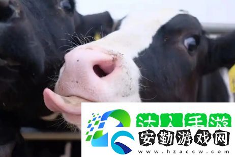 牛校出牛子是什么梗網(wǎng)絡(luò)用語(yǔ)