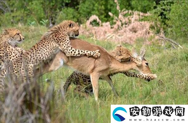 大肉大捧一進(jìn)一出視頻來(lái)了