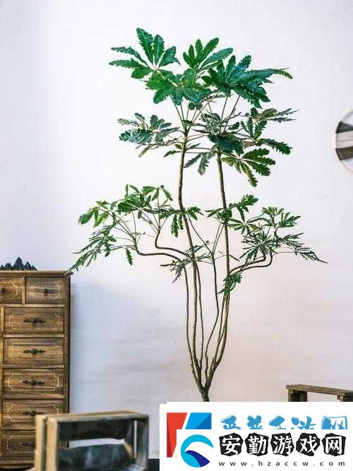 原神孔雀木獲取攻略揭秘！輕松拿到這朵絢麗精靈花