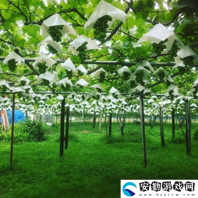 探索日本一產(chǎn)區(qū)與二產(chǎn)區(qū)葡萄的獨(dú)特魅力