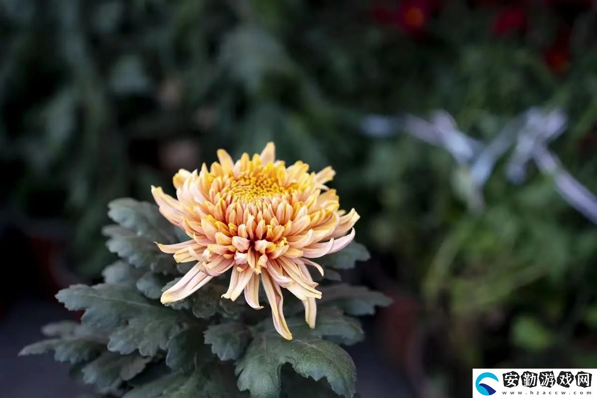 國產做受與入口竹菊